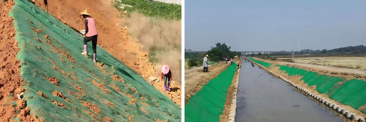 شبكة نباتية ثلاثية الأبعاد