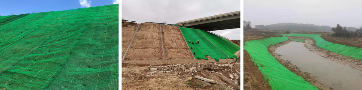 شبكة نباتية ثلاثية الأبعاد